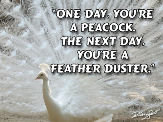peacock-featherduster