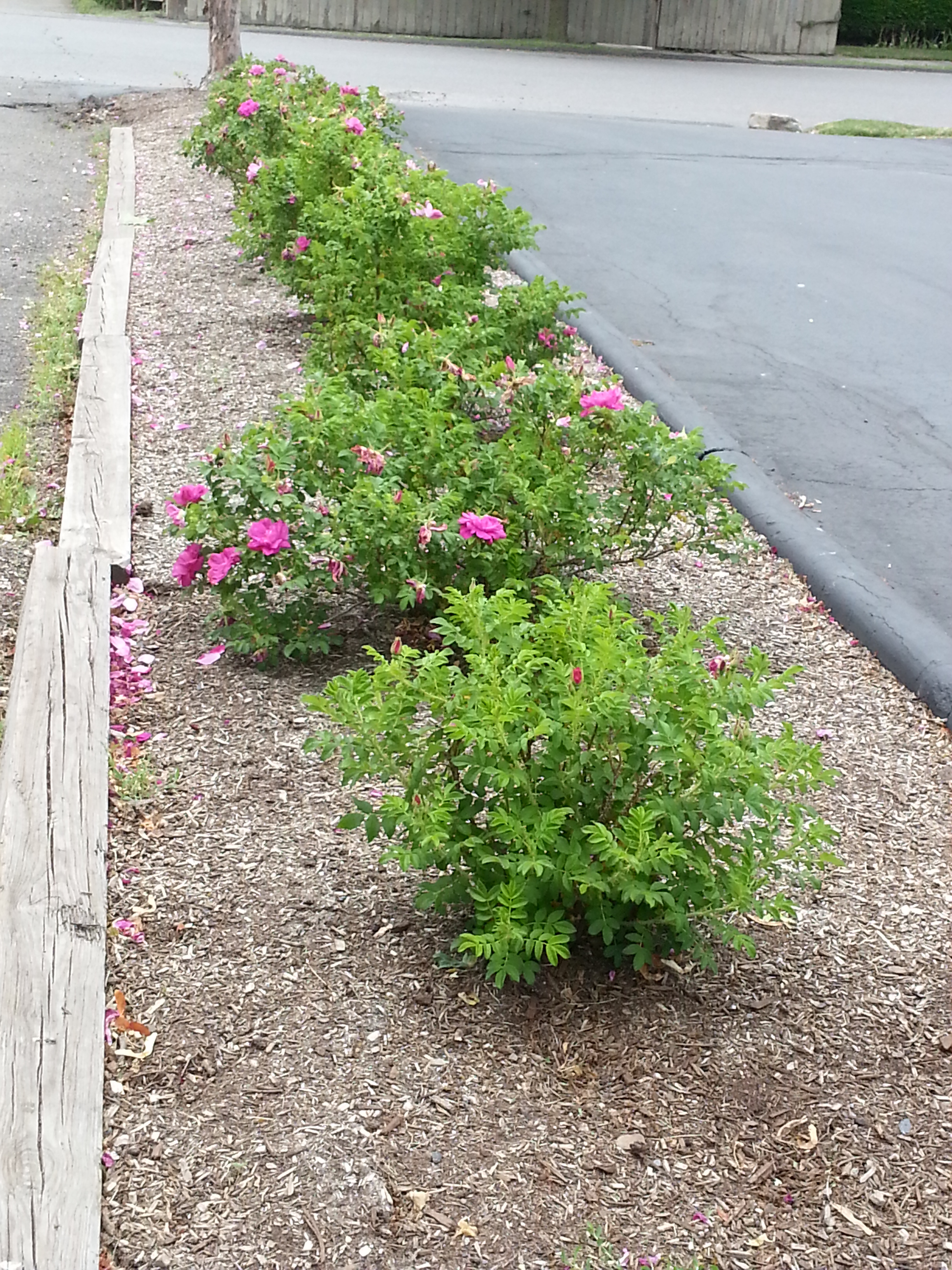 Galaxy phone june 2013 090