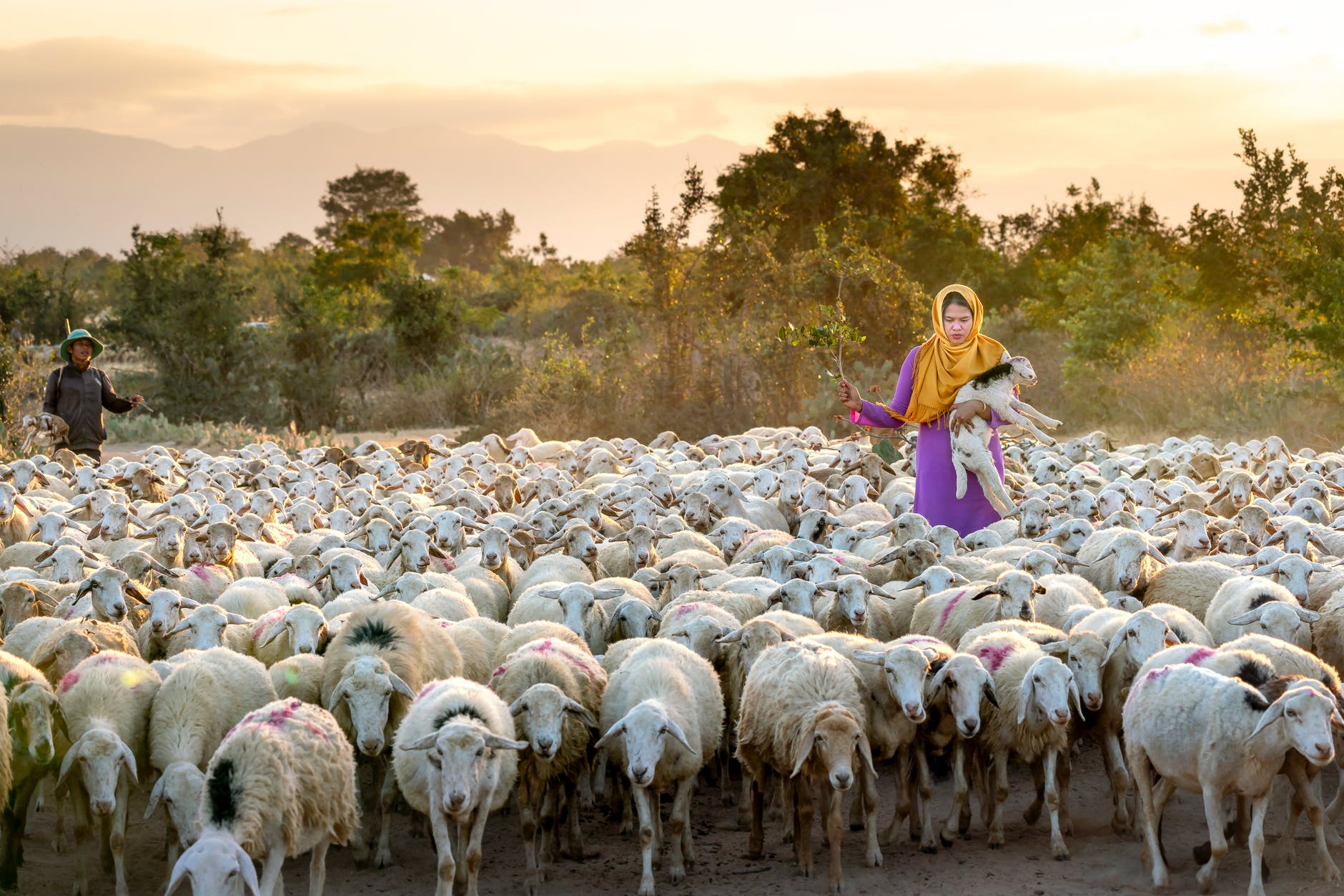 photo of woman holding lamb